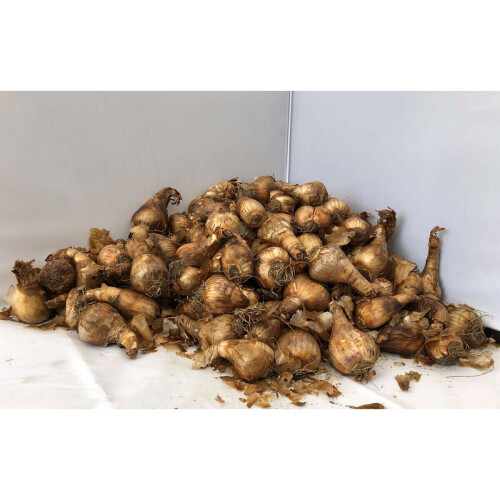 10Kg Tamara Yellow Trumpet Daffodil 1