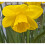 10Kg Tamara Yellow Trumpet Daffodil 4