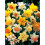 10 kg MIXED DAFFODIL & NARCISSI 4