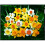 10 kg MIXED DAFFODIL & NARCISSI 3