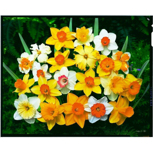 10 kg MIXED DAFFODIL & NARCISSI 2