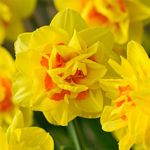20 kg BEAUVALLON DOUBLE DAFFODIL 2