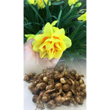 20 kg TAHITI DOUBLE DAFFODIL /NARCISSUS
