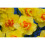 20 kg BEAUVALLON DOUBLE DAFFODIL 4