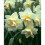 20 kg WHITE LION  DOUBLE NARCISSI 3