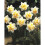 20 kg WHITE LION  DOUBLE NARCISSI 4