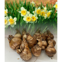 20 kg ICE FOLLIES LARGE CUPPED DAFFODIL