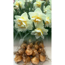 20 kg WHITE LION  DOUBLE NARCISSI