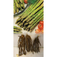 (12) ASPARAGUS GIJNLIM CROWNS BARE ROOT PERENNIAL GRADE 1 COMMERCIAL QUALITY