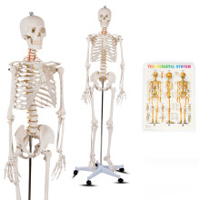 Human Anatomical Skeleton Model Medical Professional Teach & Learn