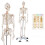 Gymax Human Anatomical Skeleton Model Medical Professional Teach & Learn 1