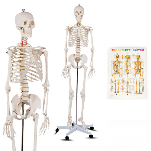 Gymax Human Anatomical Skeleton Model Medical Professional Teach & Learn