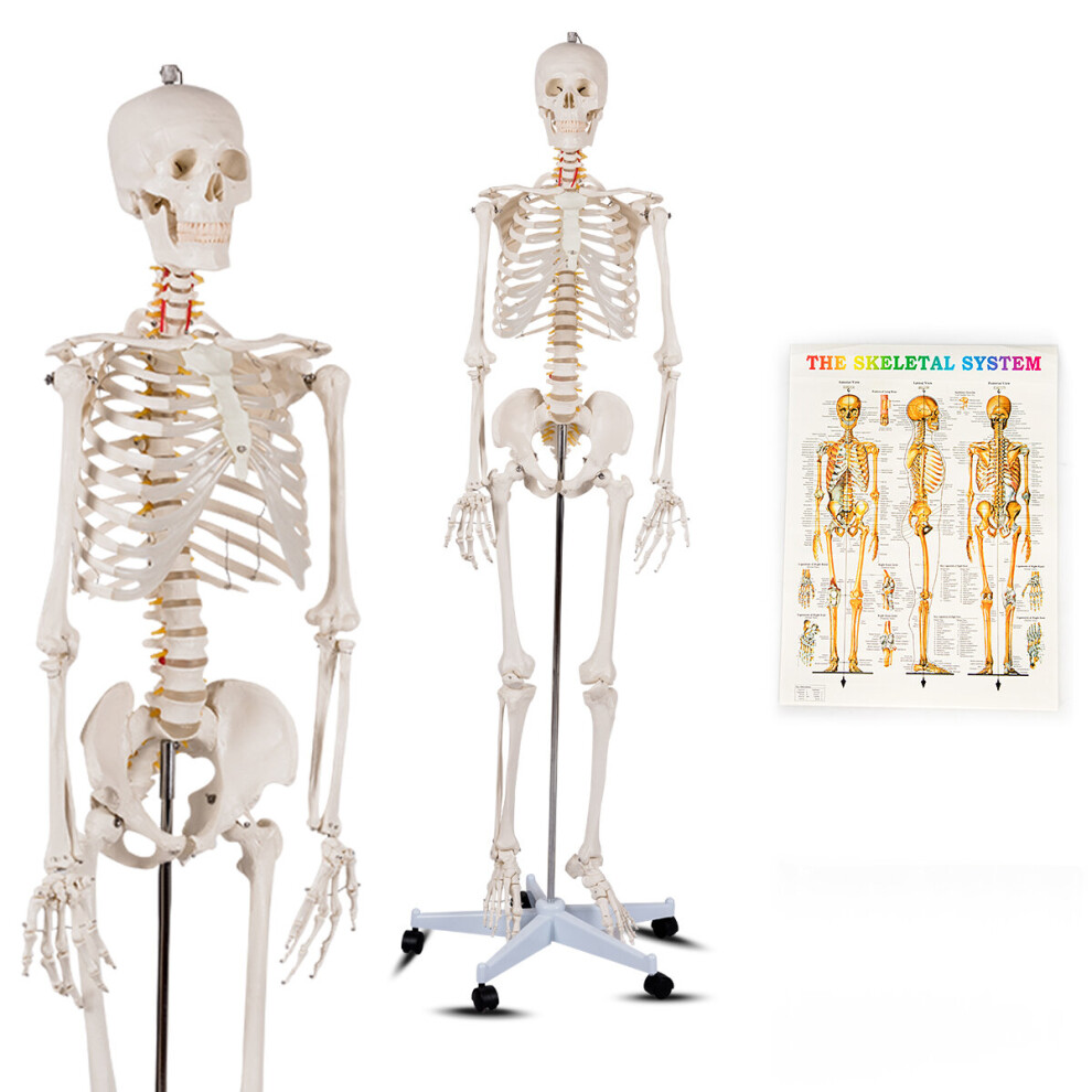 Gymax Human Anatomical Skeleton Model Medical Professional Teach & Learn