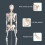 Gymax Human Anatomical Skeleton Model Medical Professional Teach & Learn 7