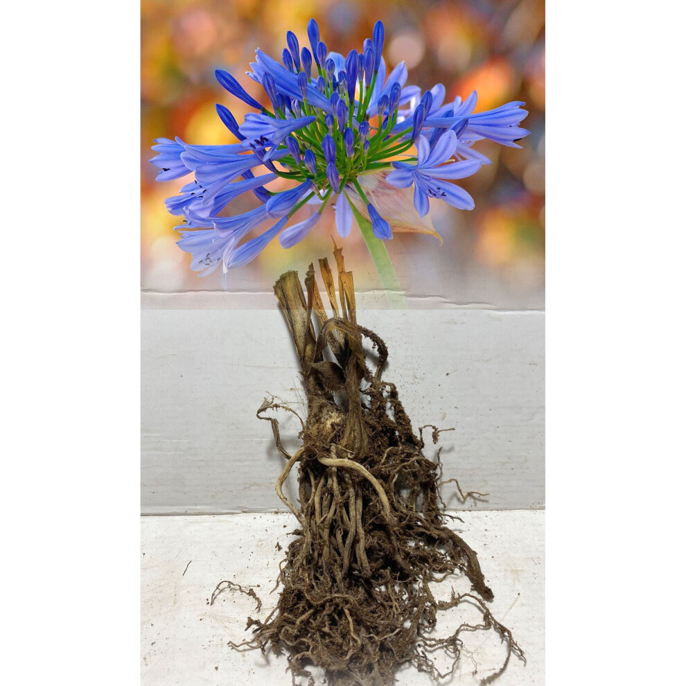 (2) BLUE AGAPANTHUS AFRICANUS BARE ROOT PERENNIAL (LILY OF THE NILE) PLANTS
