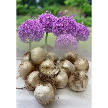 (5) ALLIUM PURPLE SENSATION (HOLLANDICUM) BULBS HARDY GARDEN SUMMER PERENNIAL