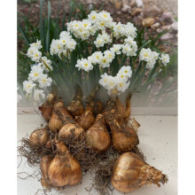 20 Kg Sir Winston Churchill Double Daffodil/Narcissus Bulbs Spring Perennial