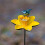 Selections Cast Iron Daffodil Bird Feeder Flower Dish 3