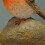 Selections Robin on a Stone Resin Garden Ornament 5