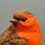Selections Robin on a Stone Resin Garden Ornament 6