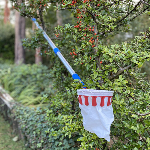 Selections Deluxe Lightweight Telescopic Apple & Fruit Picker 1