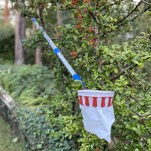 Selections Deluxe Lightweight Telescopic Apple & Fruit Picker 2