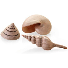 biOrb Sea Shells Natural