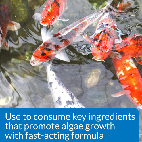 API POND ALGAE CURE Control Solution, Safe For Pets When Used As Directed, 237 ml Bottle 2
