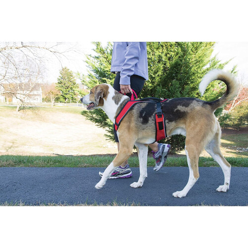 PetSafe PetSafe EasySport Harness, Large, Red, Adjustable, Control, Padded for small/ medium/ large dogs 2