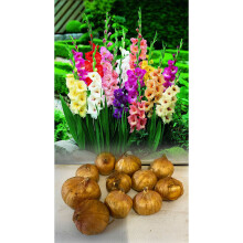 (50) MIXED GLADIOLI BULBS/CORMS MIXED VARIETIES SUMMER PERENNIAL PREMIUM OFFER