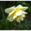 20 kg WHITE LION  DOUBLE NARCISSI 5