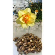 20 kg FASHION DOUBLE NARCISSI