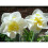 20 kg WHITE LION  DOUBLE NARCISSI 6