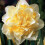 20 kg WHITE LION  DOUBLE NARCISSI 7