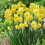 20 kg YELLOW  CHEERFULNESS DOUBLE DAFFODIL 3