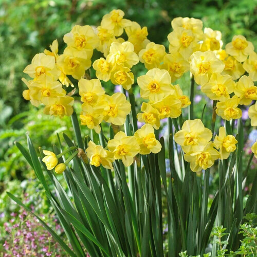 20 kg YELLOW  CHEERFULNESS DOUBLE DAFFODIL 2