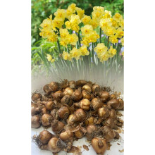 20 kg YELLOW  CHEERFULNESS DOUBLE DAFFODIL