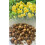 20 kg YELLOW  CHEERFULNESS DOUBLE DAFFODIL 1