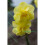 20 kg YELLOW  CHEERFULNESS DOUBLE DAFFODIL 7