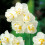 20 kg WHITE CHEERFULNESS DOUBLE DAFFODIL 6