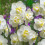 20 kg WHITE CHEERFULNESS DOUBLE DAFFODIL 5