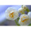 20 kg WHITE CHEERFULNESS DOUBLE DAFFODIL 7