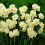 20 kg WHITE CHEERFULNESS DOUBLE DAFFODIL 4