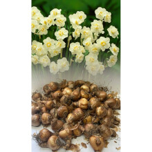 20 kg WHITE CHEERFULNESS DOUBLE DAFFODIL