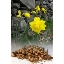 10 kg GOLDEN DUCAT DOUBLE NARCISSI