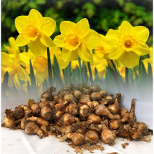 20 kg Carlton Large-Cupped Daffodil Bulbs - AGM, 45 cm, March Blooms, Deer & Squirrel Resistant (2989)