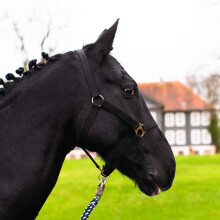 Horse Halter for Horses Warmblood, Thoroughbred, Cold Blood - Stable Headcollar, Willow Headband, 2 Adjustable Positions on Chin Strap and Headpiece,