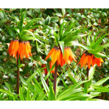 5128 Ready-Potted Fritillaria imperialis Aurora (Crown Imperial Lily) 1L Pot Orange Blooms AGM 100 cm