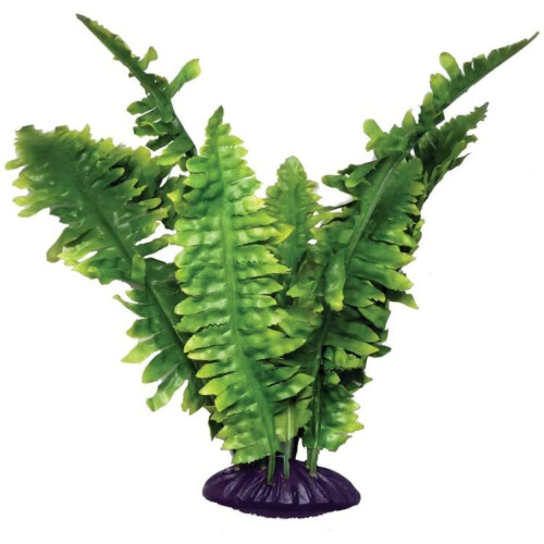 Komodo Komodo Boston Fern, 25 cm