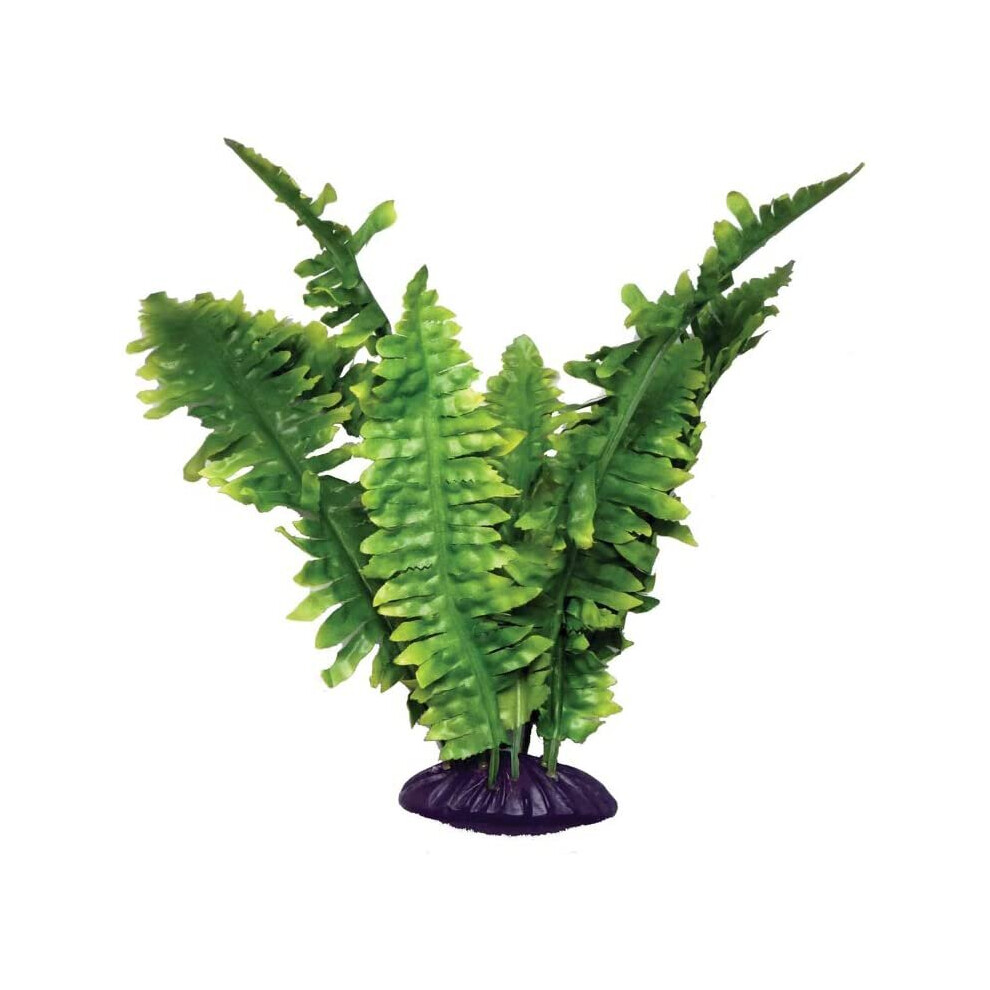 Komodo Boston Fern, 25 cm